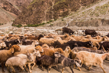 Goat and sheep herd at the Pamir Highway road in Tajikistan
