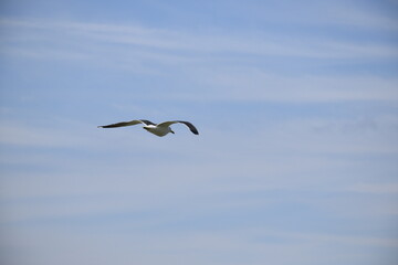 Seagulls and other birds flying around the dune areas in Zeeland, The Netherlands