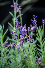 Purple Lavender attracting bees in the garden