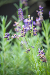 Purple Lavender attracting bees in the garden