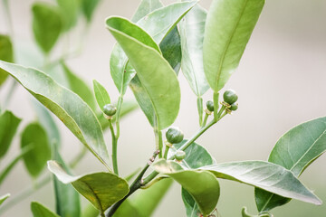 Young tangerine tree producing fruit 