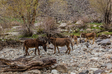 Donkeys in Jizev (Jizeu, Geisev or Jisev) valley in Pamir mountains, Tajikistan