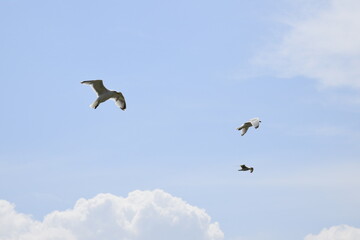Seagulls and other birds flying around the dune areas in Zeeland, The Netherlands