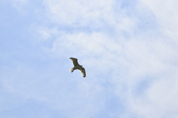 Seagulls and other birds flying around the dune areas in Zeeland, The Netherlands