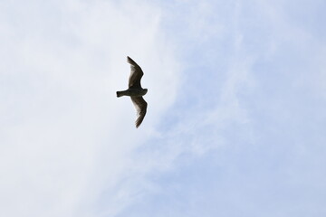 Seagulls and other birds flying around the dune areas in Zeeland, The Netherlands