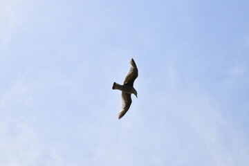 Seagulls and other birds flying around the dune areas in Zeeland, The Netherlands