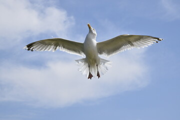 Seagulls and other birds flying around the dune areas in Zeeland, The Netherlands