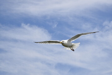 Seagulls and other birds flying around the dune areas in Zeeland, The Netherlands