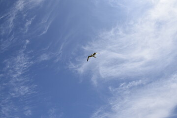 Seagulls and other birds flying around the dune areas in Zeeland, The Netherlands