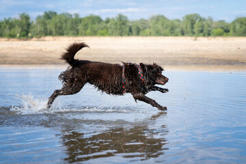Pies biegnący po wodzie - obrazy, fototapety, plakaty