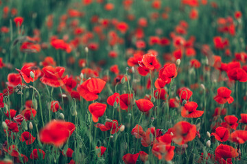 Poppies field in blossom