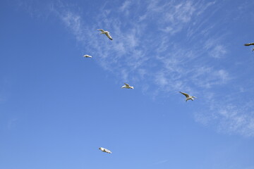 Seagulls and other birds flying around the dune areas in Zeeland, The Netherlands