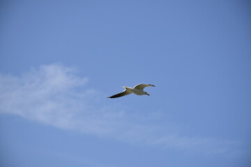 Seagulls and other birds flying around the dune areas in Zeeland, The Netherlands