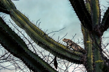 iguana and cactus