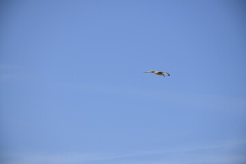 Seagulls and other birds flying around the dune areas in Zeeland, The Netherlands