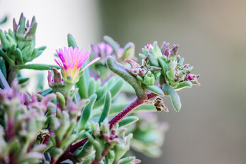 Pink and yellow delosperma flowers 
