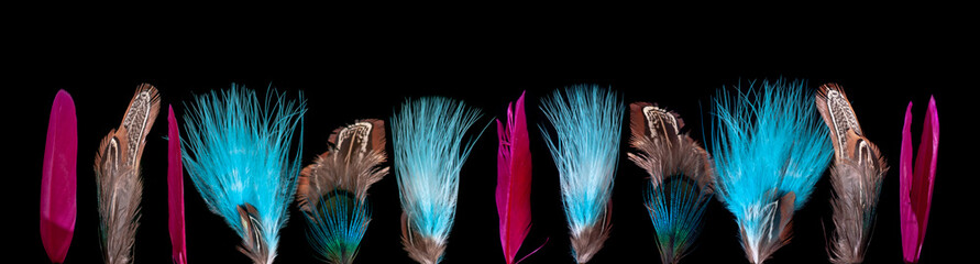 Feathers of different shapes and colors on a black background