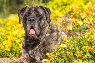 Brindle mastiff lays down in a field of yellow and orange flowers - obrazy, fototapety, plakaty