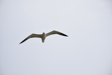 Seagulls and other birds flying around the dune areas in Zeeland, The Netherlands