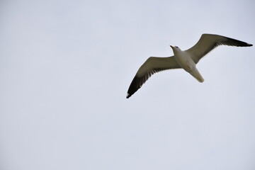 Seagulls and other birds flying around the dune areas in Zeeland, The Netherlands