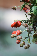 Producing blackberry plant in late spring / early summer 