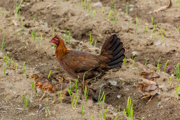 Hen with chicks in a field near Constanza, Dominican Republic