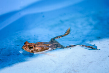 Floating toad in a pool 