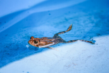 Floating toad in a pool 