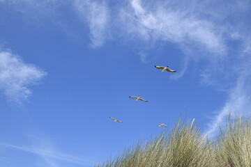 Birds flying around the coastal area of Zeeland. 