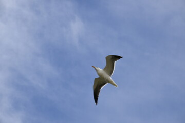 Birds flying around the coastal area of Zeeland. 