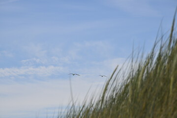 Birds flying around the coastal area of Zeeland. 