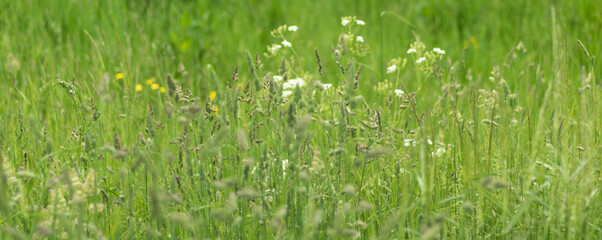 green grass with dandelions and cow parsley