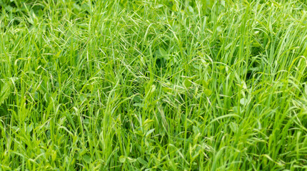 green grass background