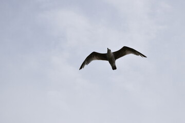 Birds flying around the coastal area of Zeeland. 