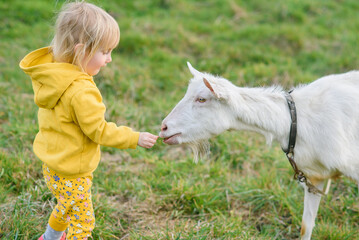 Little happy girl in yellow clothes feeding with grass a goat at meadow.