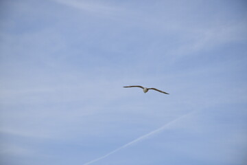 Birds flying around the coastal area of Zeeland. 