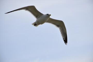 Birds flying around the coastal area of Zeeland. 