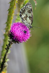 a Melanargia galathea