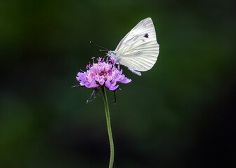 A Pieris rapae