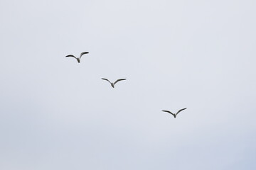Birds flying around the coastal area of Zeeland. 