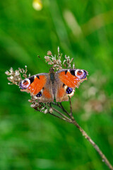 An Aglais io