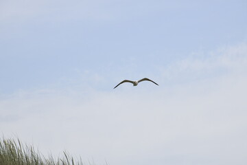 Birds flying around the coastal area of Zeeland. 