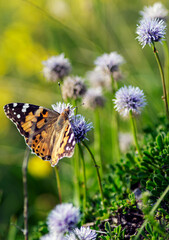 The Vanessa cardui