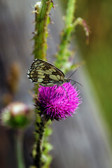 a Melanargia galathea