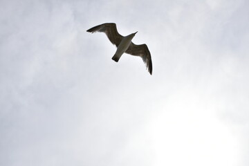 Seagull in the sky
