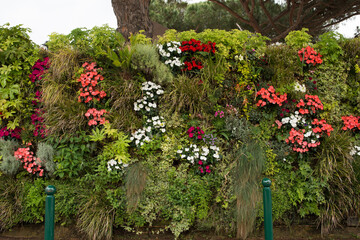 Jardín vertical, flores, naturaleza, decoración, lindo, verde