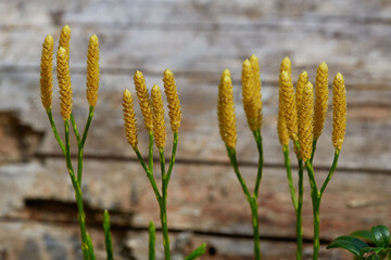Lycopodium in natural environment, closeup