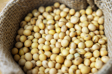 Soybeans - harvest in the state of Mato Grosso do Sul