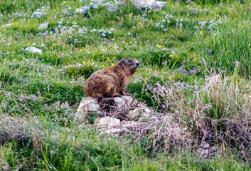 A wild marmot