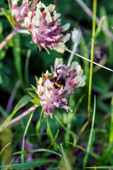 Bombus resting on a flower